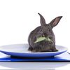 Rabbits: Adorable Pets Or Delicious Feast?